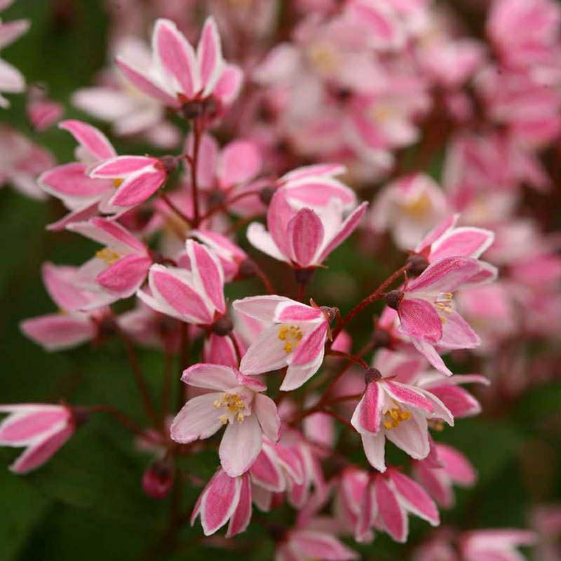 夏樱花溲疏“雪樱花”丰花矮化品种盆栽苗适合盆栽花园阳台