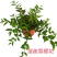 夏樱花溲疏“雪樱花”丰花矮化品种盆栽苗适合盆栽花园阳台