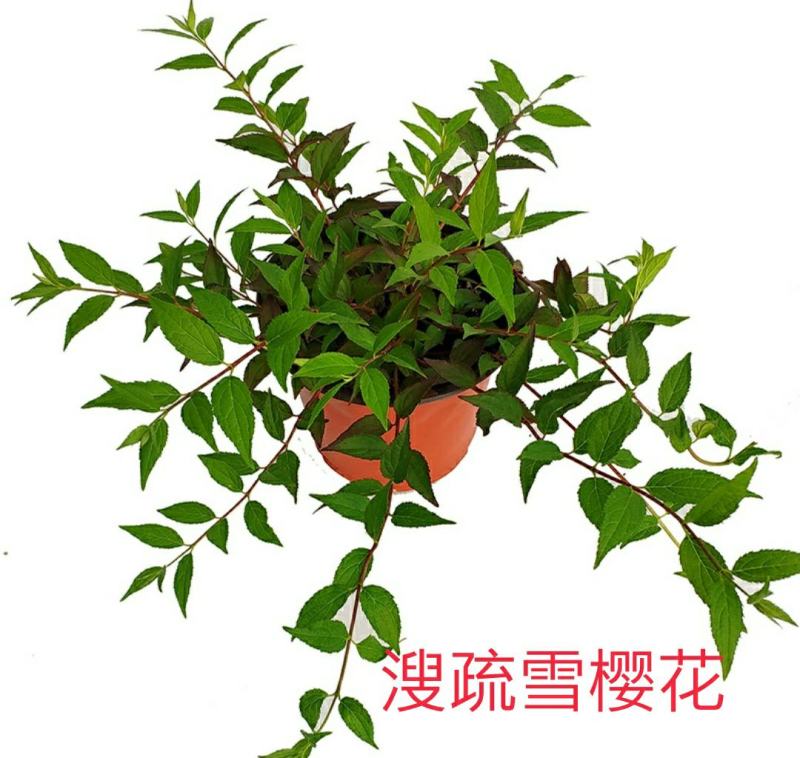 夏樱花溲疏“雪樱花”丰花矮化品种盆栽苗适合盆栽花园阳台
