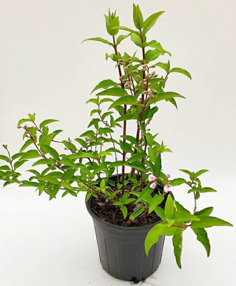 夏樱花溲疏“雪樱花”丰花矮化品种盆栽苗适合盆栽花园阳台