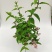 夏樱花溲疏“雪樱花”丰花矮化品种盆栽苗适合盆栽花园阳台