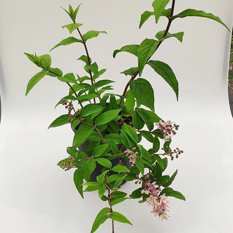 夏樱花溲疏“雪樱花”丰花矮化品种盆栽苗适合盆栽花园阳台