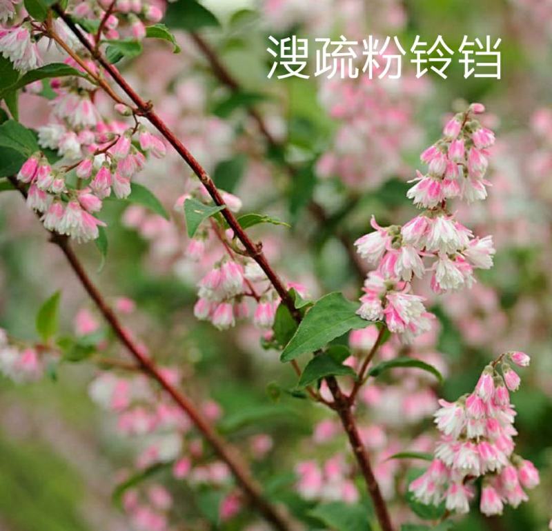 夏樱花溲疏“雪樱花”丰花矮化品种盆栽苗适合盆栽花园阳台