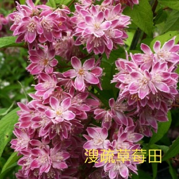 夏樱花溲疏“雪樱花”丰花矮化品种盆栽苗适合盆栽花园阳台