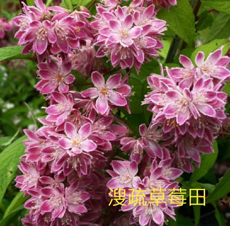夏樱花溲疏“雪樱花”丰花矮化品种盆栽苗适合盆栽花园阳台