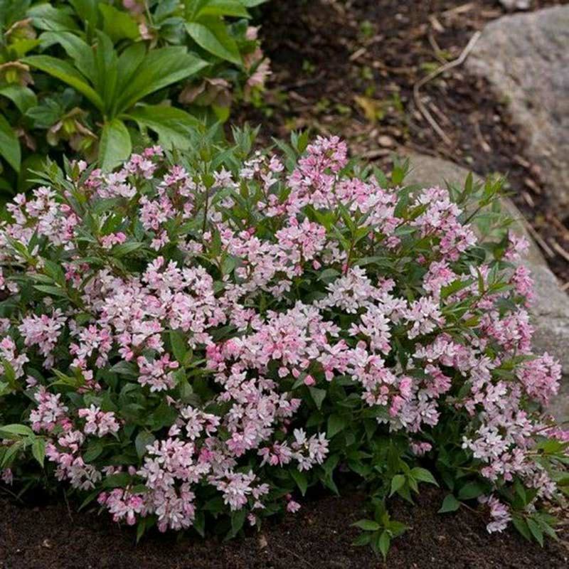 夏樱花溲疏“雪樱花”丰花矮化品种盆栽苗适合盆栽花园阳台