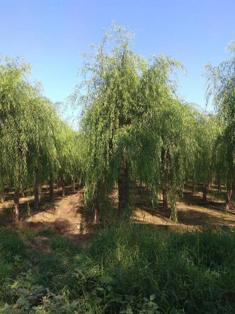 苗木基地出售垂柳，青皮垂柳。嫁接垂柳，规格齐全，现货供应