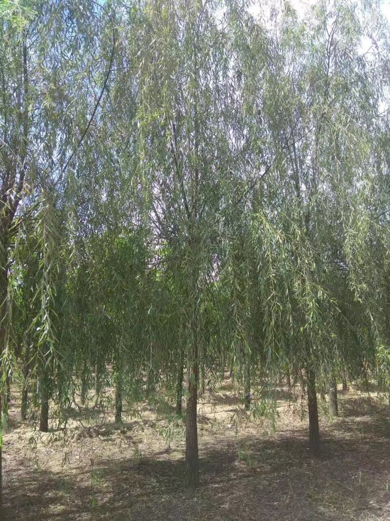 苗木基地出售垂柳，青皮垂柳。嫁接垂柳，规格齐全，现货供应