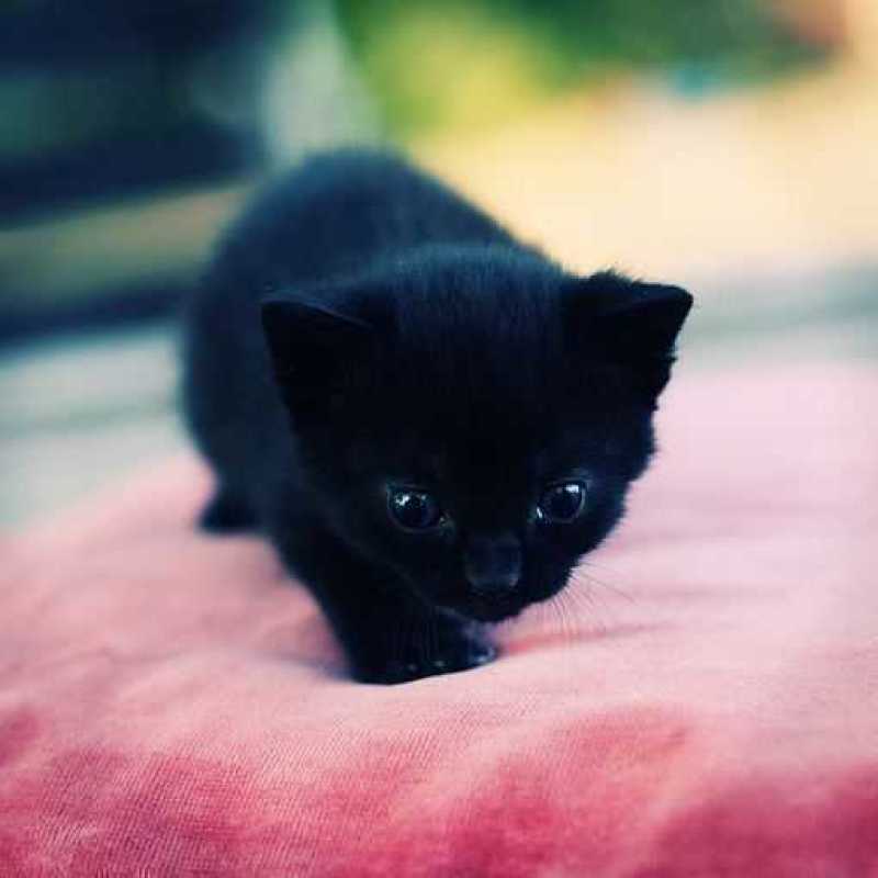 田园小猫咪幼崽活体家养橘猫狸花猫黑白猫活物混血英美短土猫