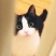 田园小猫咪幼崽活体家养橘猫狸花猫黑白猫活物混血英美短土猫