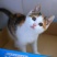 田园小猫咪幼崽活体家养橘猫狸花猫黑白猫活物混血英美短土猫