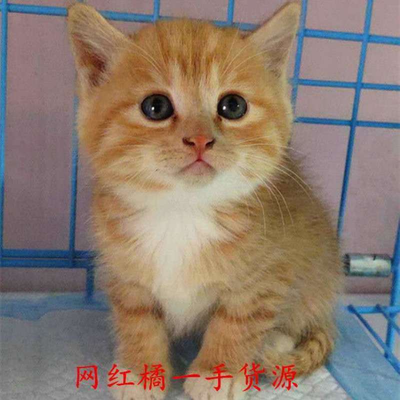 田园小猫咪幼崽活体家养橘猫狸花猫黑白猫活物混血英美短土猫