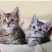 田园小猫咪幼崽活体家养橘猫狸花猫黑白猫活物混血英美短土猫
