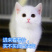 田园小猫咪幼崽活体家养橘猫狸花猫黑白猫活物混血英美短土猫