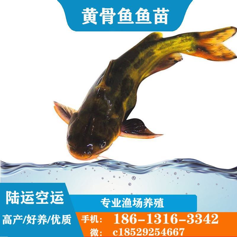 黄骨鱼苗黄颡鱼苗黄辣丁鱼苗渔场鱼塘养殖黄骨鱼