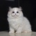 猫咪活体纯种布偶猫活体幼猫重点猫幼猫活体猫宠物活体领养短