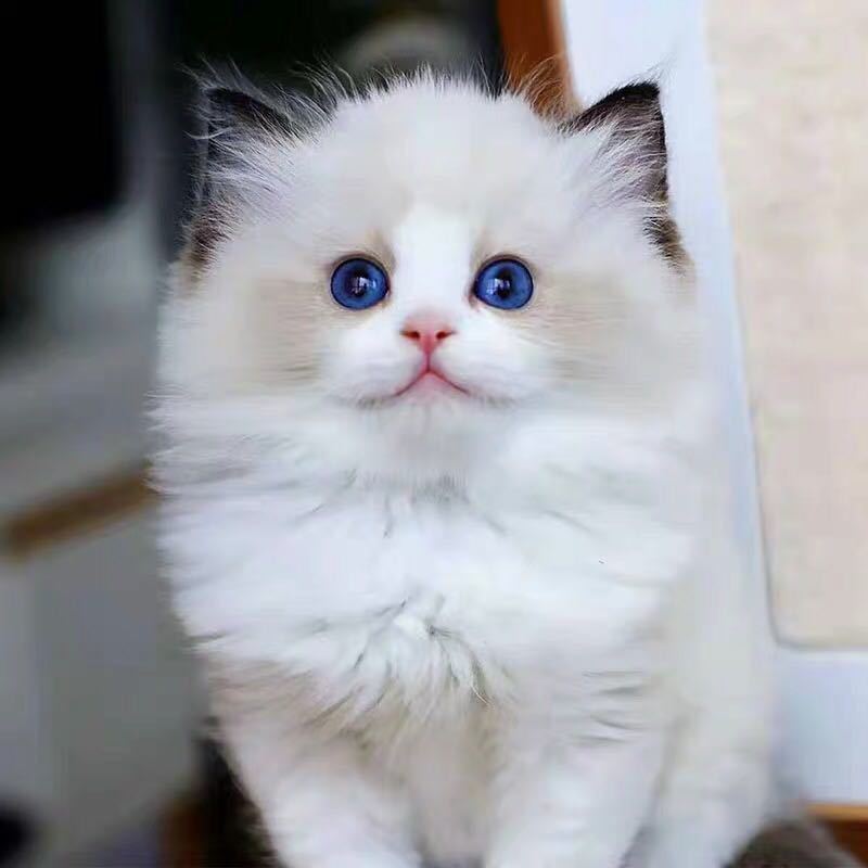 猫咪活体纯种布偶猫活体幼猫重点猫幼猫活体猫宠物活体领养短