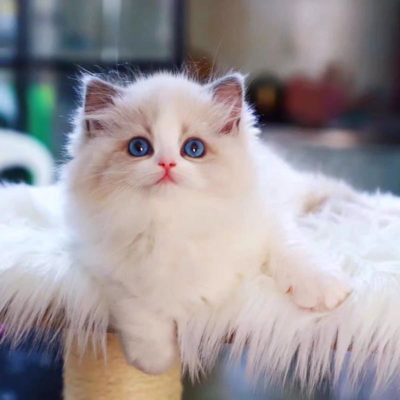 猫咪活体纯种布偶猫活体幼猫重点猫幼猫活体猫宠物活体领养短