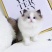 猫咪活体纯种布偶猫活体幼猫重点猫幼猫活体猫宠物活体领养短