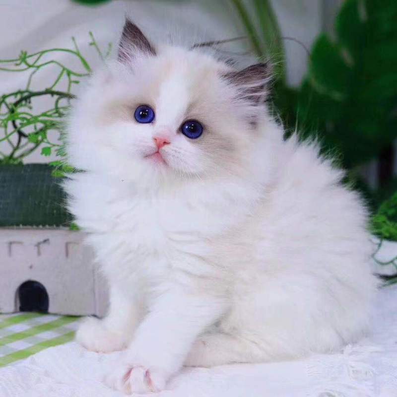 猫咪活体纯种布偶猫活体幼猫重点猫幼猫活体猫宠物活体领养短