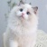 猫咪活体纯种布偶猫活体幼猫重点猫幼猫活体猫宠物活体领养短
