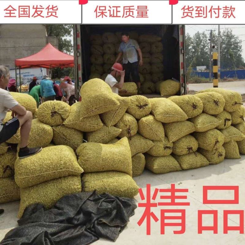 花生，鲜货，带壳，海花，颗粒饱满，过筛手捡，精品货