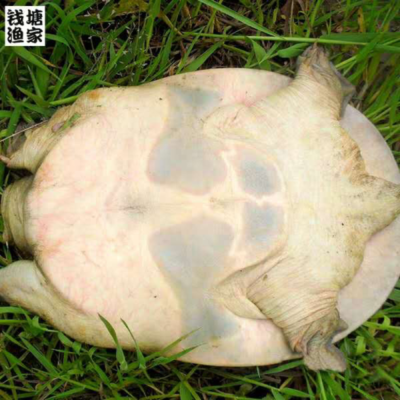 7-9两中华甲鱼苗，养殖专用，成活率高，生长快，适合各种