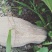 粉又甜的坡地南瓜(广安武胜县，遂宁唐家乡)