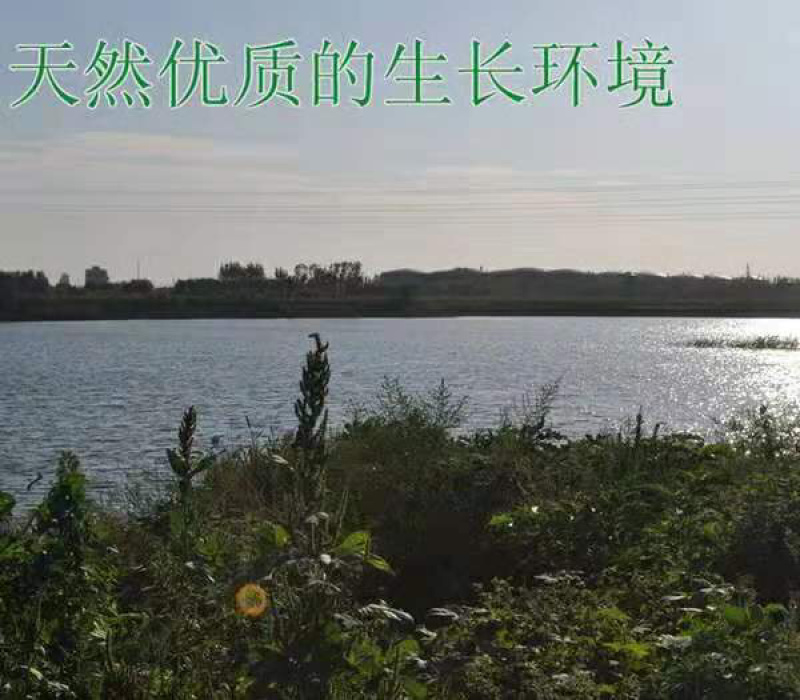 7-9两中华甲鱼苗，养殖专用，成活率高，生长快，适合各种