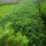 杉树苗18x18黑袋