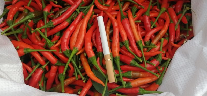 大艳红，小艳红，各种高辣品种辣椒