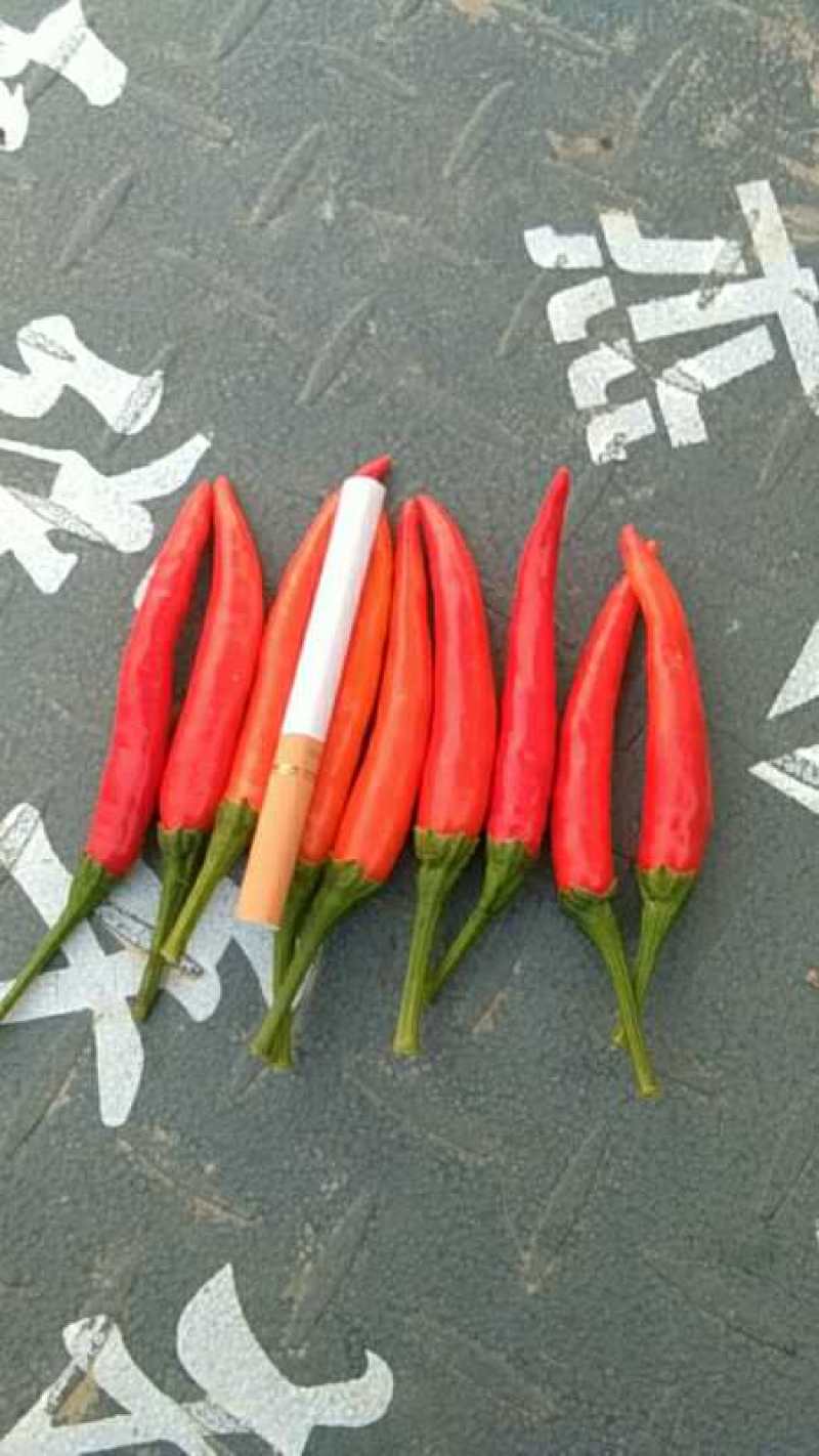 大艳红，小艳红，各种高辣品种辣椒