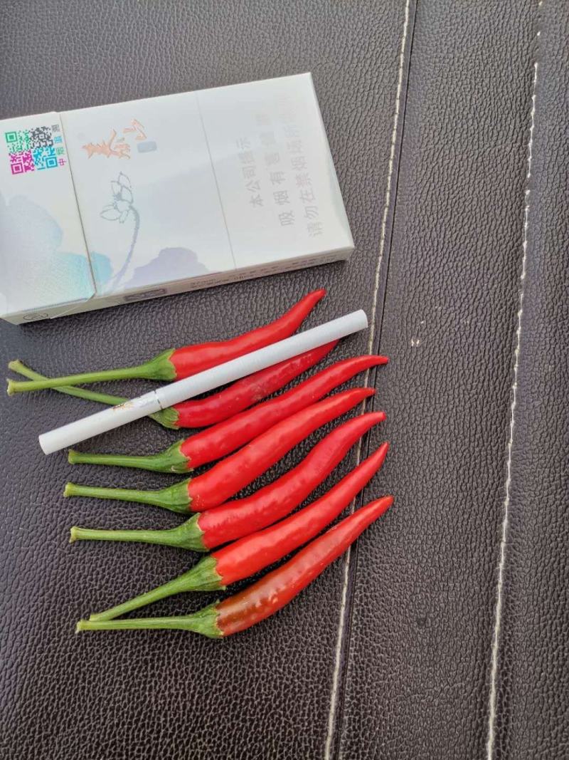 大艳红，小艳红，各种高辣品种辣椒