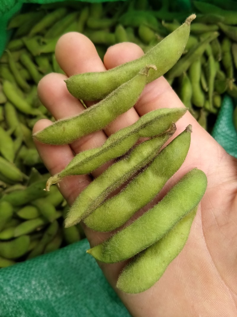 启东，翠绿宝，毛豆，精品大板型，条型好，商品性好