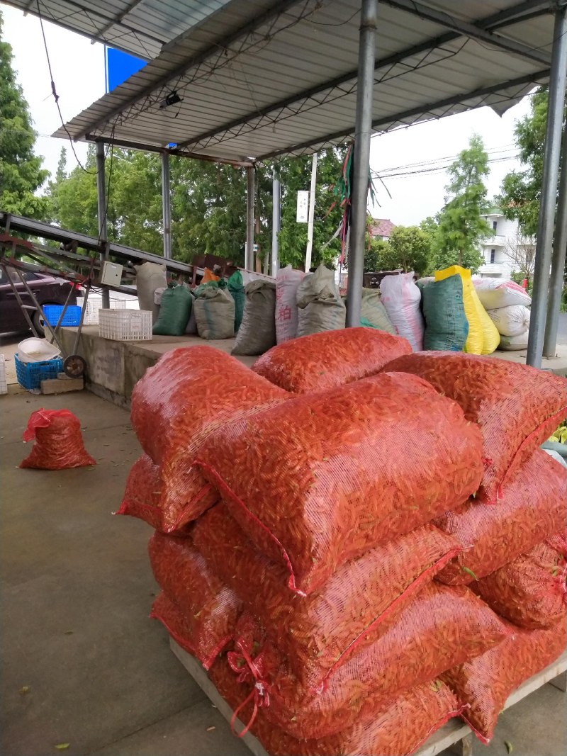 启东，翠绿宝，毛豆，精品大板型，条型好，商品性好