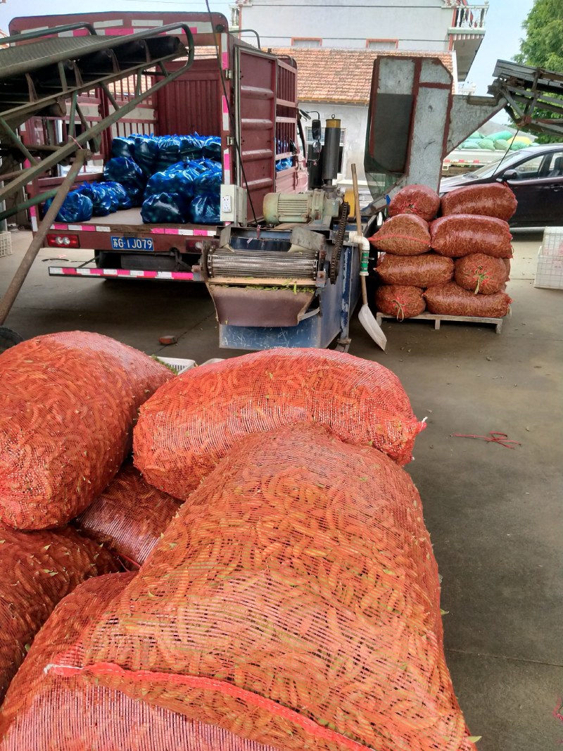 启东，翠绿宝，毛豆，精品大板型，条型好，商品性好