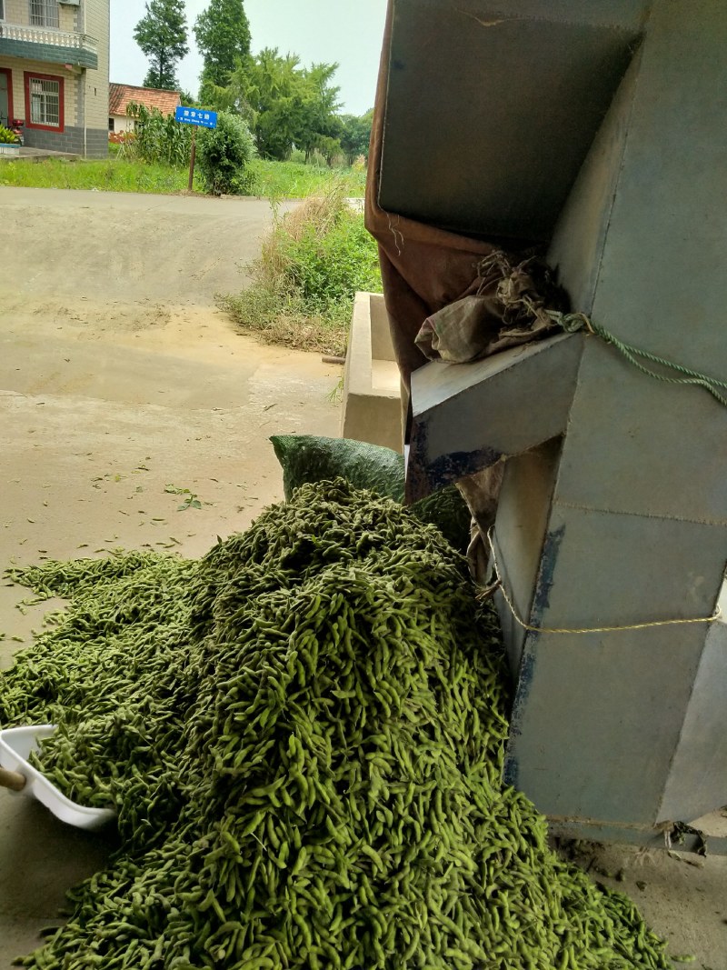 启东，翠绿宝，毛豆，精品大板型，条型好，商品性好