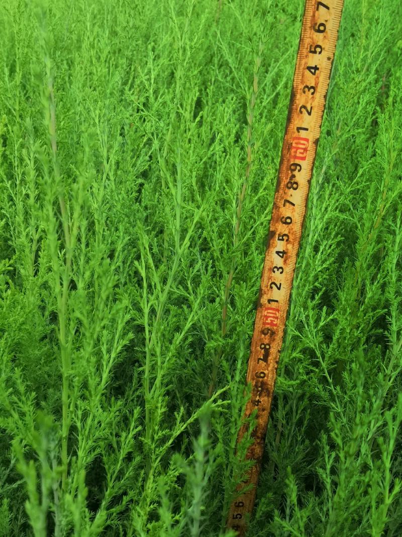 藏柏，圆柏，荒山造林，大量出信