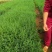 藏柏，圆柏，荒山造林，大量出信