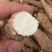 白芷各种规格价格便宜质量又好