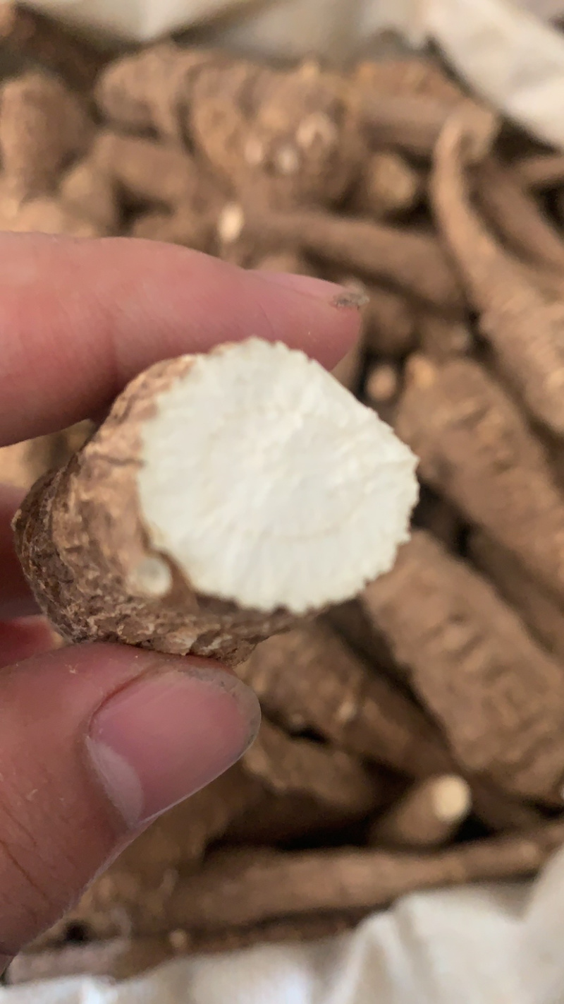 白芷各种规格价格便宜质量又好