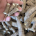 白芷各种规格价格便宜质量又好