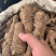 白芷各种规格价格便宜质量又好