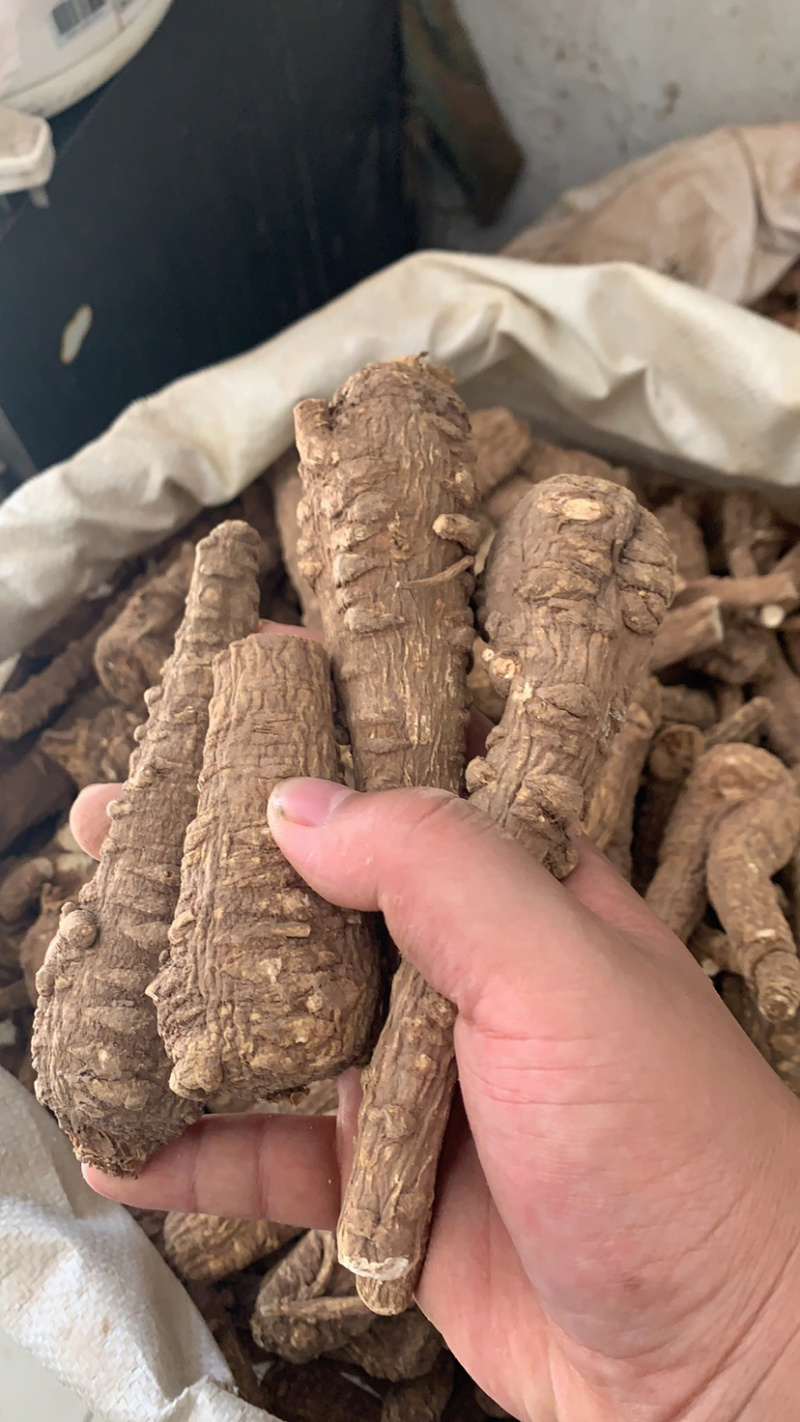 白芷各种规格价格便宜质量又好