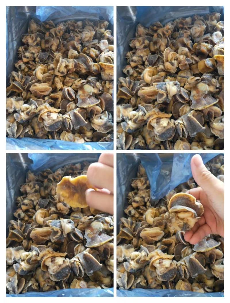 【产地直供】新鲜冷冻大香螺肉海螺头玉螺肉水产猫眼螺肉