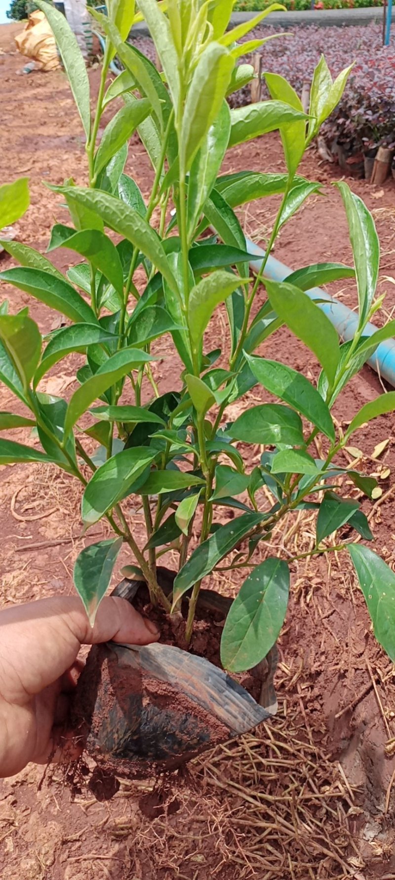 双色茉莉各种规格都有