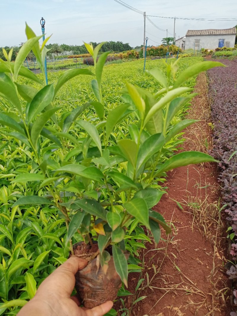双色茉莉各种规格都有