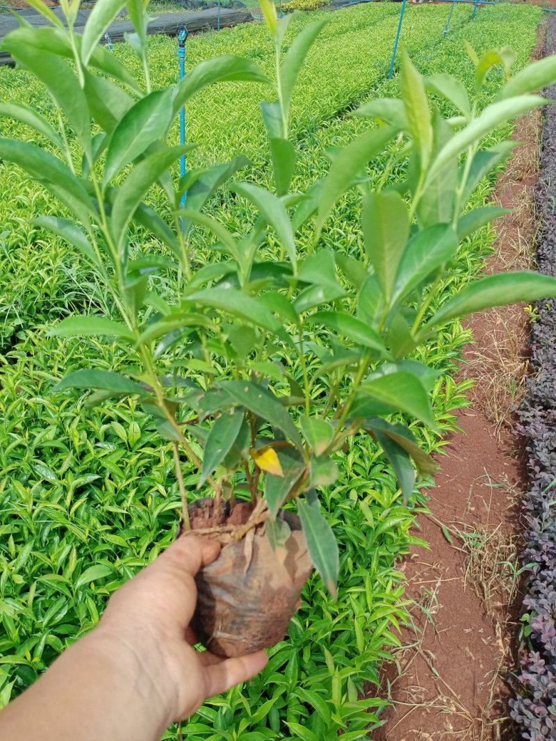 双色茉莉各种规格都有