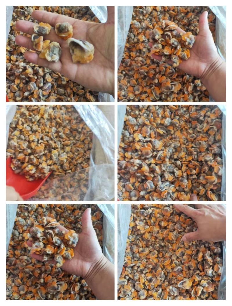 【产地直供】鲜冻毛蛤蜊血蛤肉无沙蛤蜊肉江苏海鲜水产