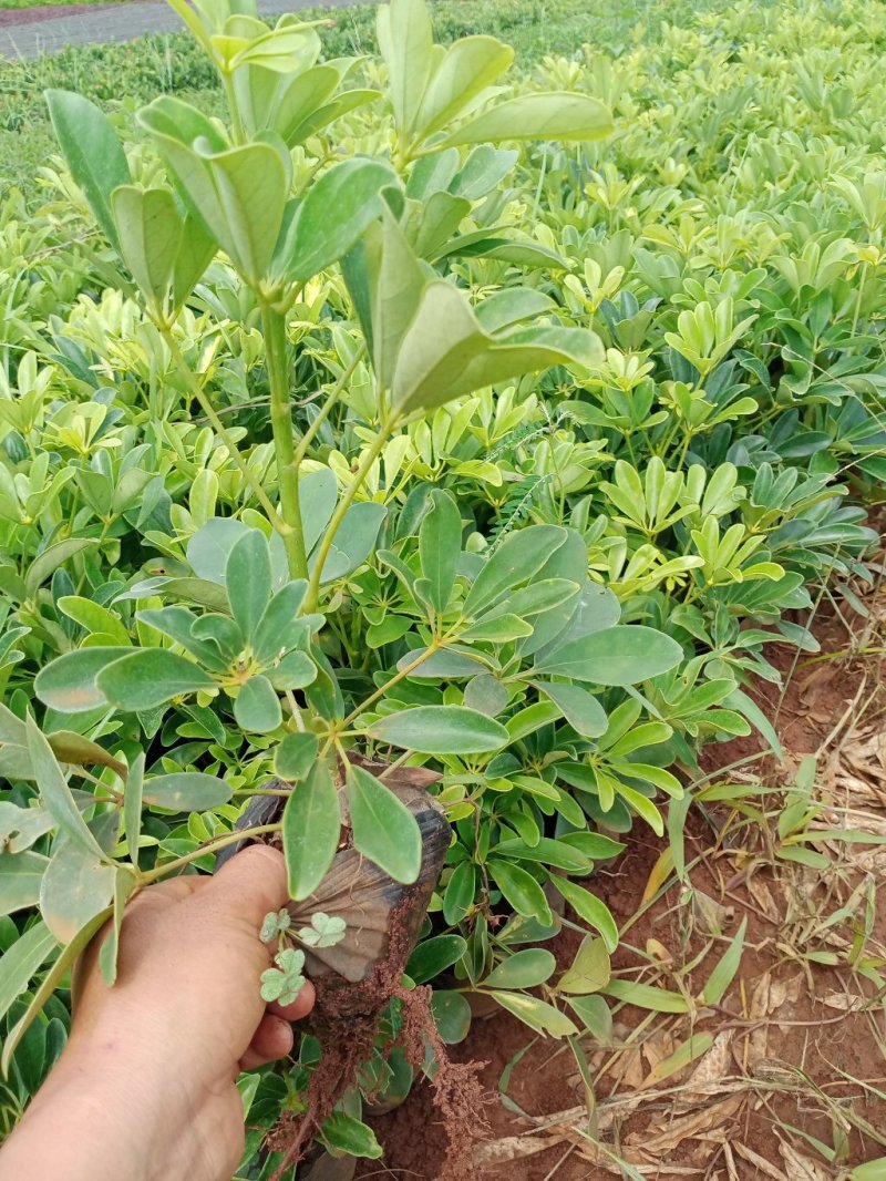 鸭脚木各种规格都有需要的联系我